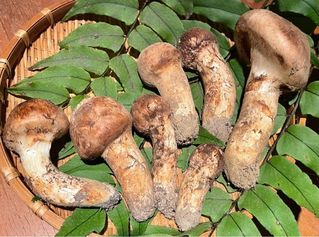 南信州産松茸　良品10/13夕方採り250g