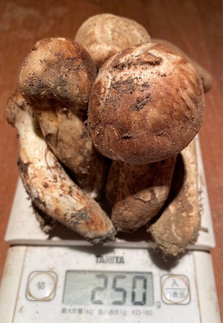 南信州産松茸　良品10/13夕方採り250g