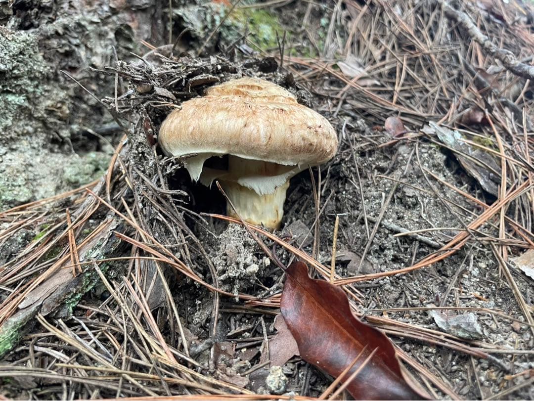 南信州産松茸　良品10/13夕方採り250g