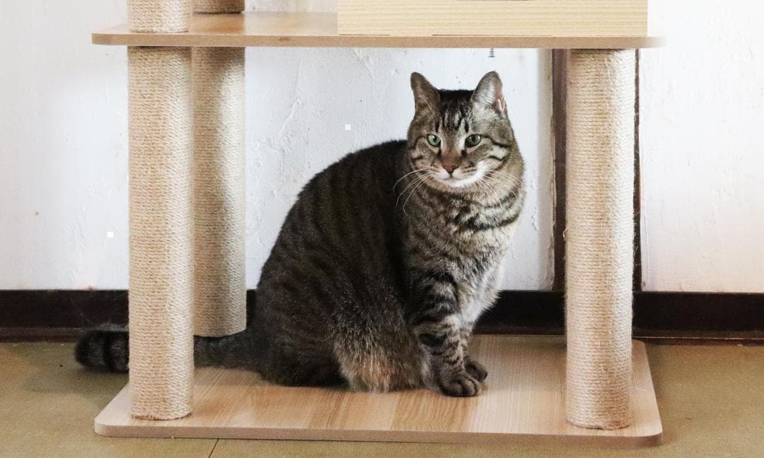 アウトレット2 キャットタワー 木製 宇宙船　展望台　多頭飼い 大型 178cm