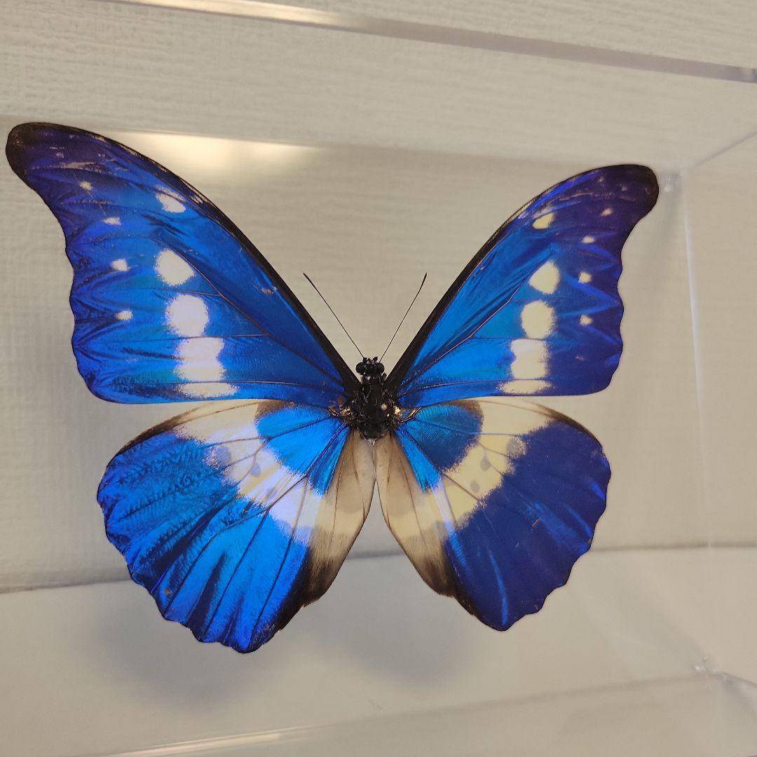 蝶の標本　熱帯の宝石(珍珍)