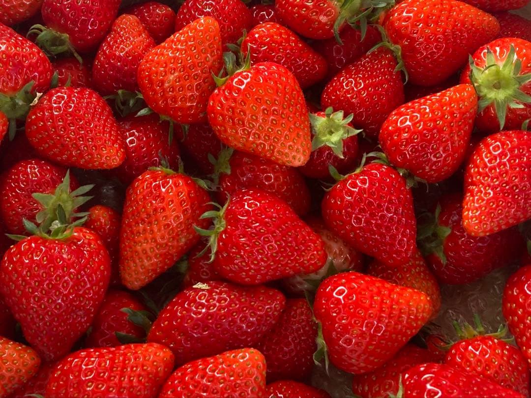 【完熟・希少】冷凍いちご よつぼし10kg スムージー・ジャム用