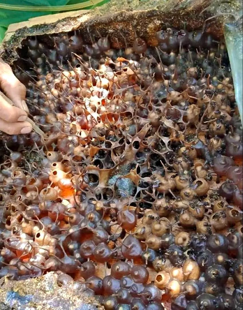 針なしミツバチの蜂蜜⭐️限定8本SALE、モリンガパウダー3袋⭐️歳末感謝、赤生姜