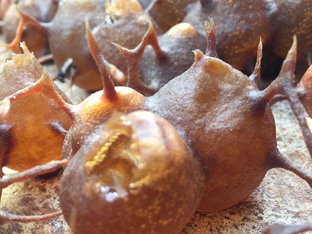 針なしミツバチの蜂蜜⭐️限定8本SALE、モリンガパウダー3袋⭐️歳末感謝、赤生姜