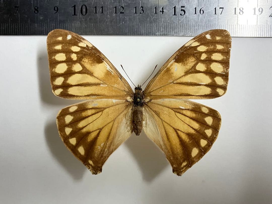 エガーモルフォ ペア　蝶　標本