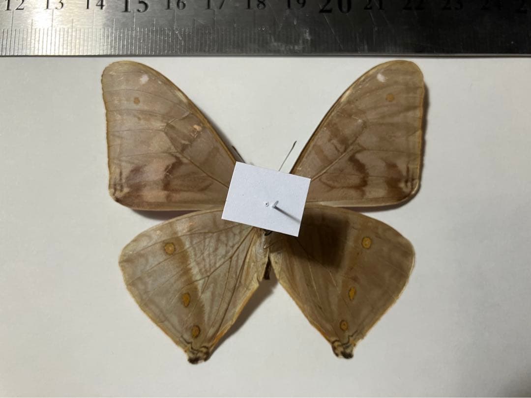エガーモルフォ ペア　蝶　標本