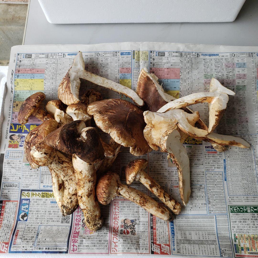 岩手三陸産松茸キズ有り1キロg即日クール発送！