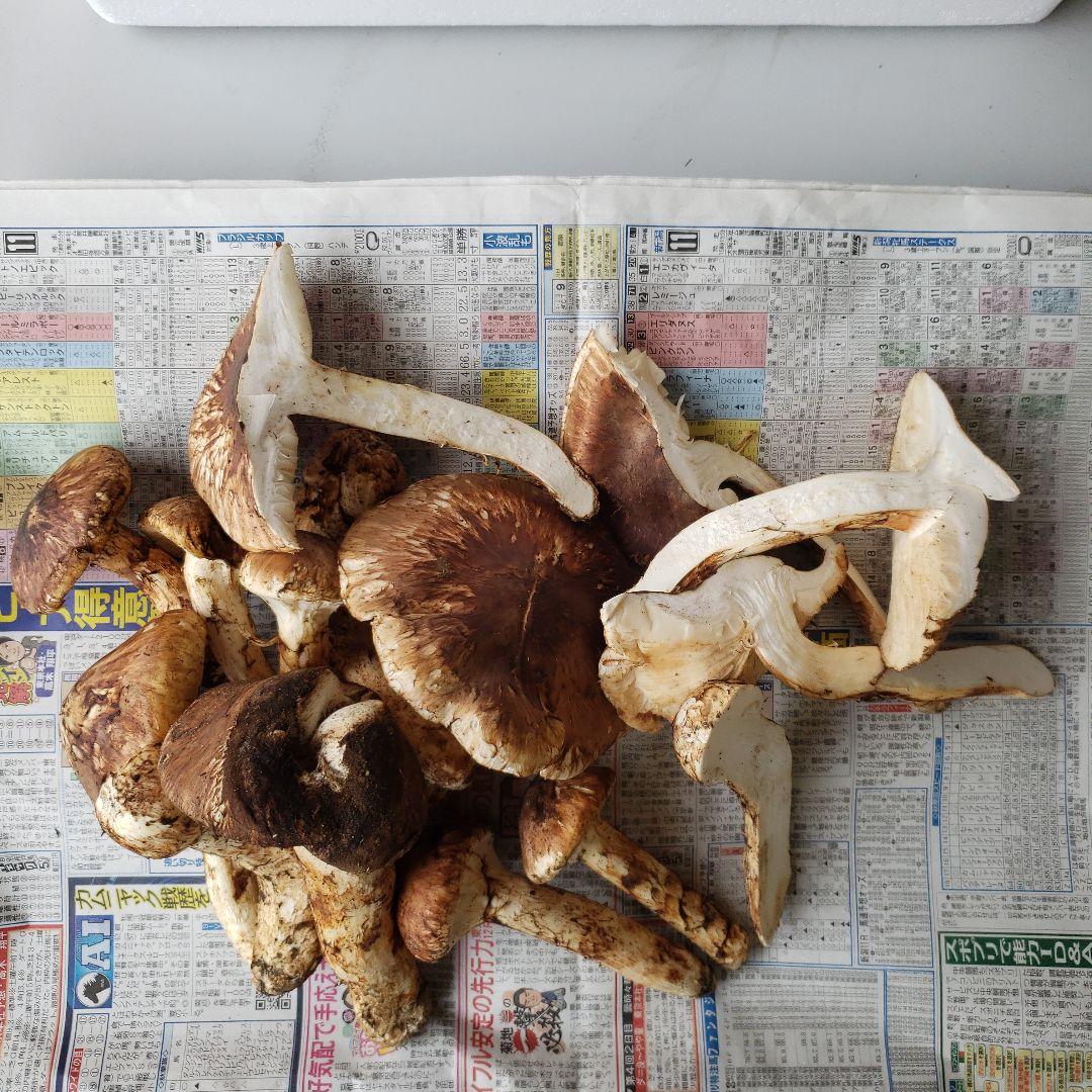 岩手三陸産松茸キズ有り1キロg即日クール発送！