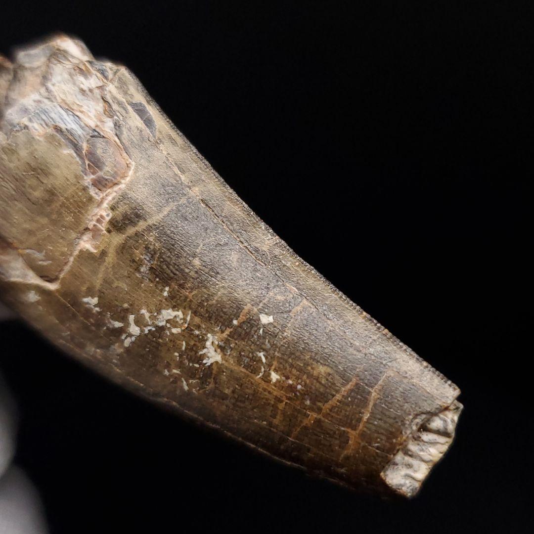 アフロベナトル 歯 化石 本物 二ジェール産 53.98mm fr142