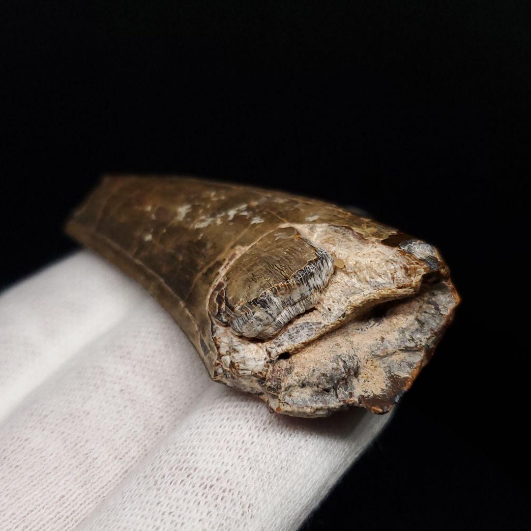 アフロベナトル 歯 化石 本物 二ジェール産 53.98mm fr142