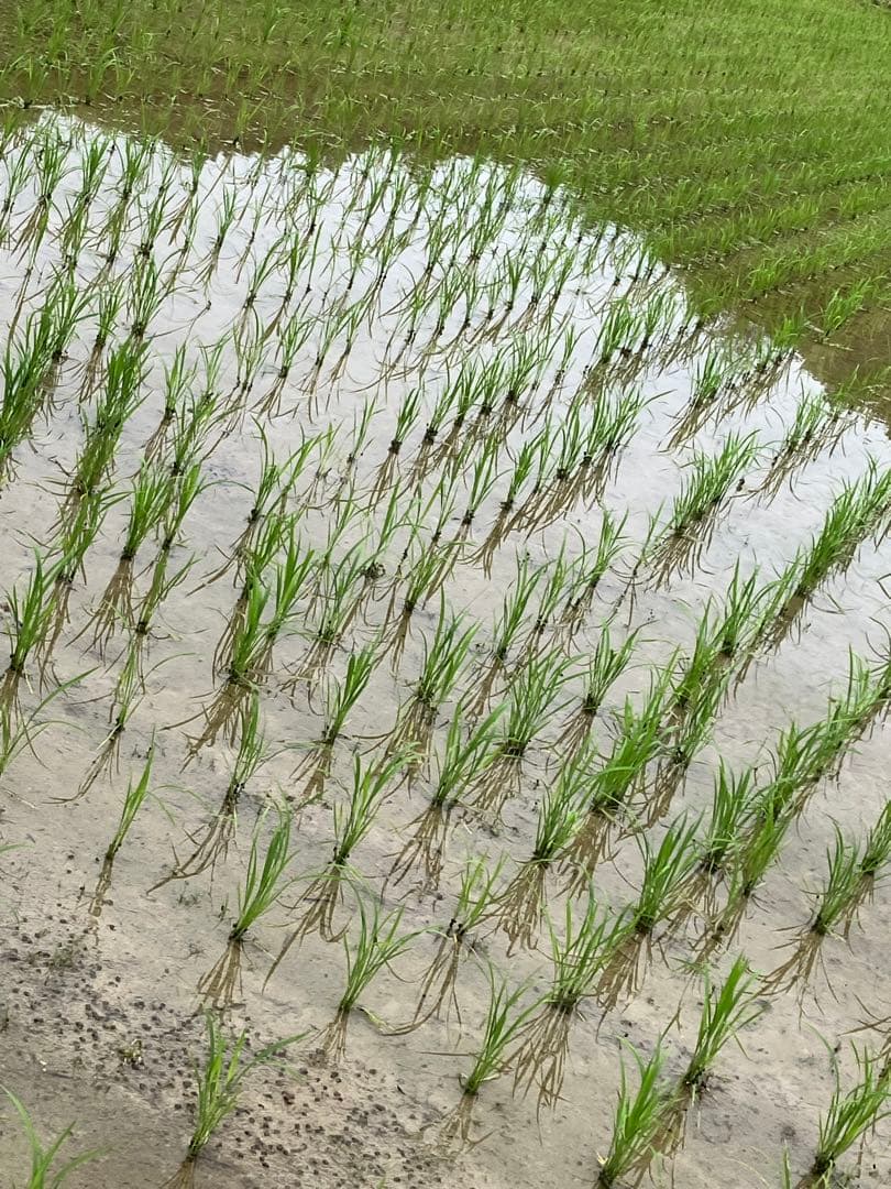 こぷー 令和7年産【丹波篠山コシヒカリ】白米10kg 極上米/食味値87点