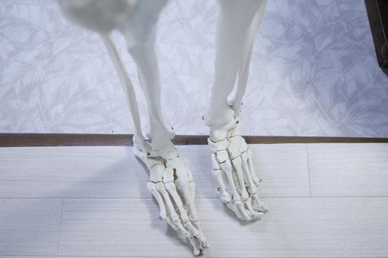 ◆骨格模型 人体模型 等身大　ヒューマンスカル 整体医学理科