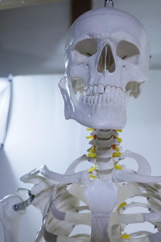 ◆骨格模型 人体模型 等身大　ヒューマンスカル 整体医学理科