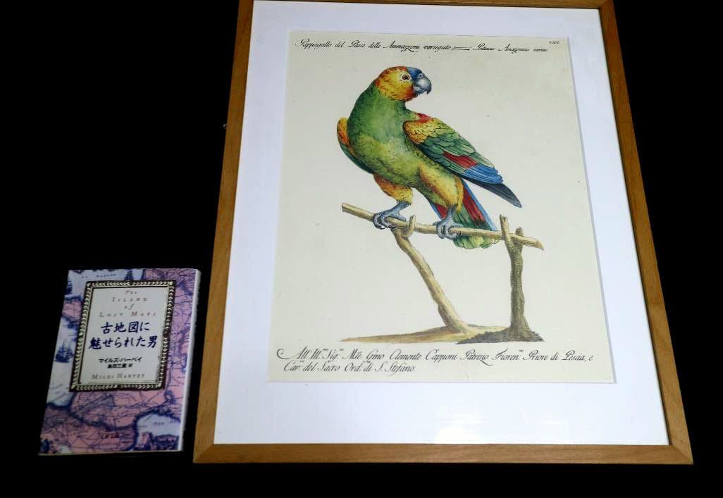 額装品　リプロダクション　S.マネッティ「鸚鵡の図」鳥類図鑑　博物画　美品