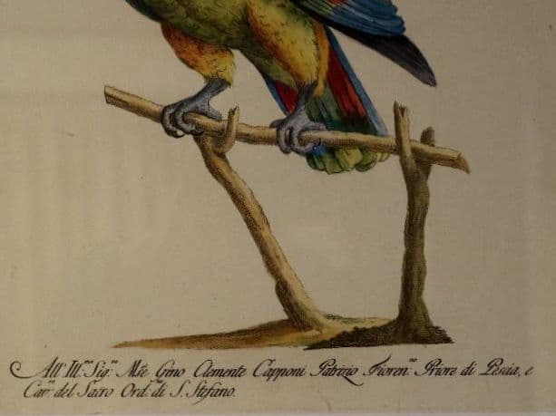 額装品　リプロダクション　S.マネッティ「鸚鵡の図」鳥類図鑑　博物画　美品