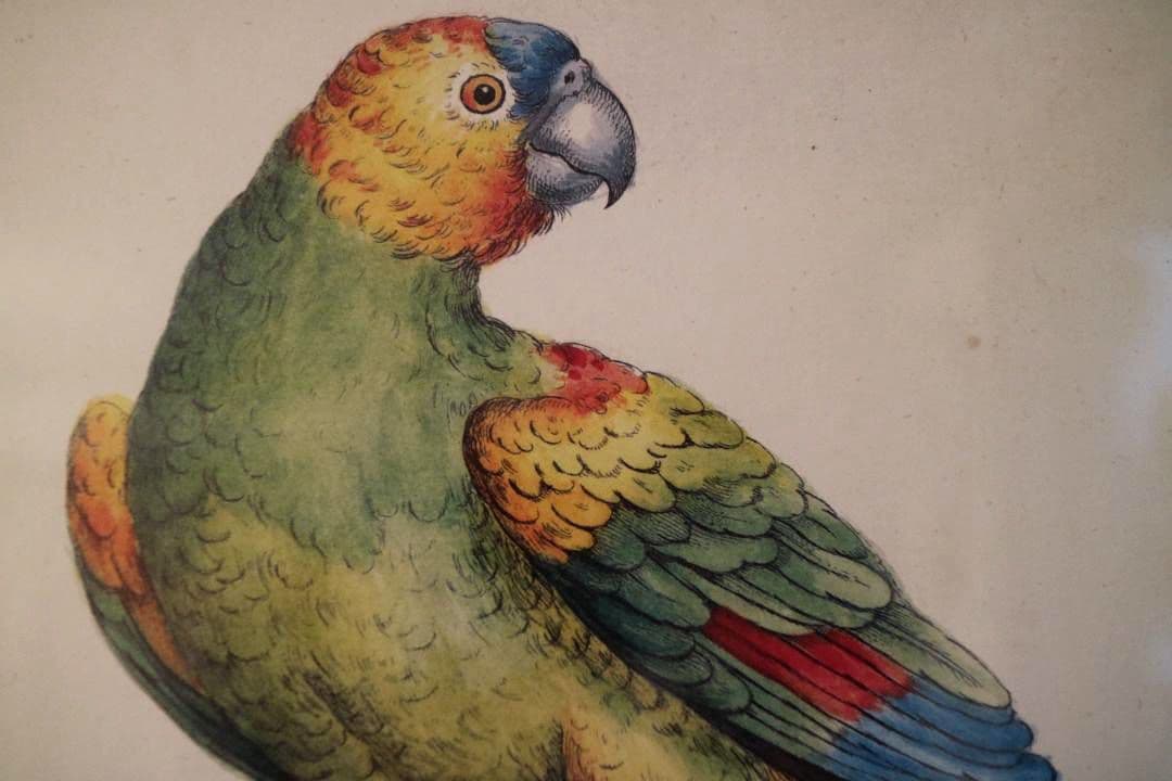 額装品　リプロダクション　S.マネッティ「鸚鵡の図」鳥類図鑑　博物画　美品