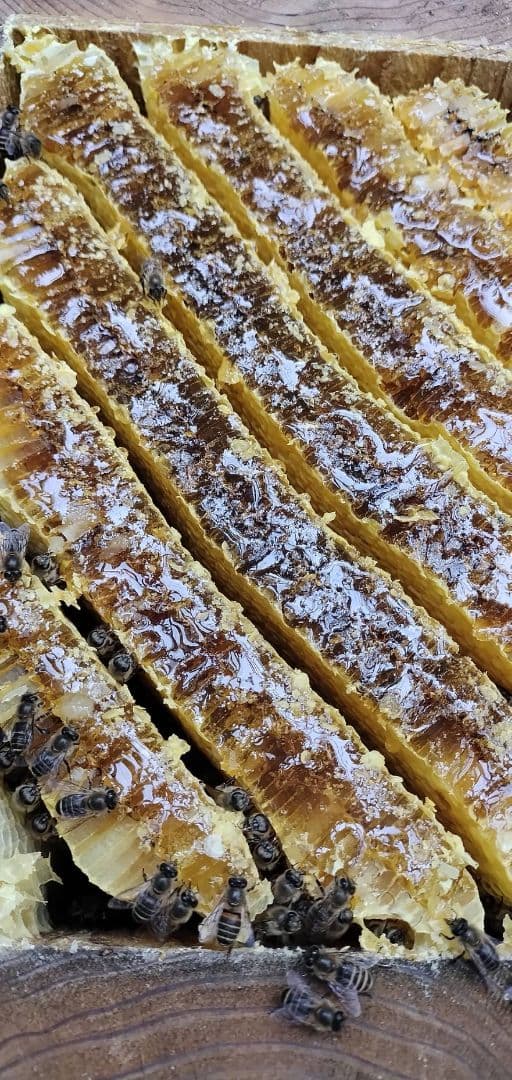 天然物！日本蜜蜂の巣蜜