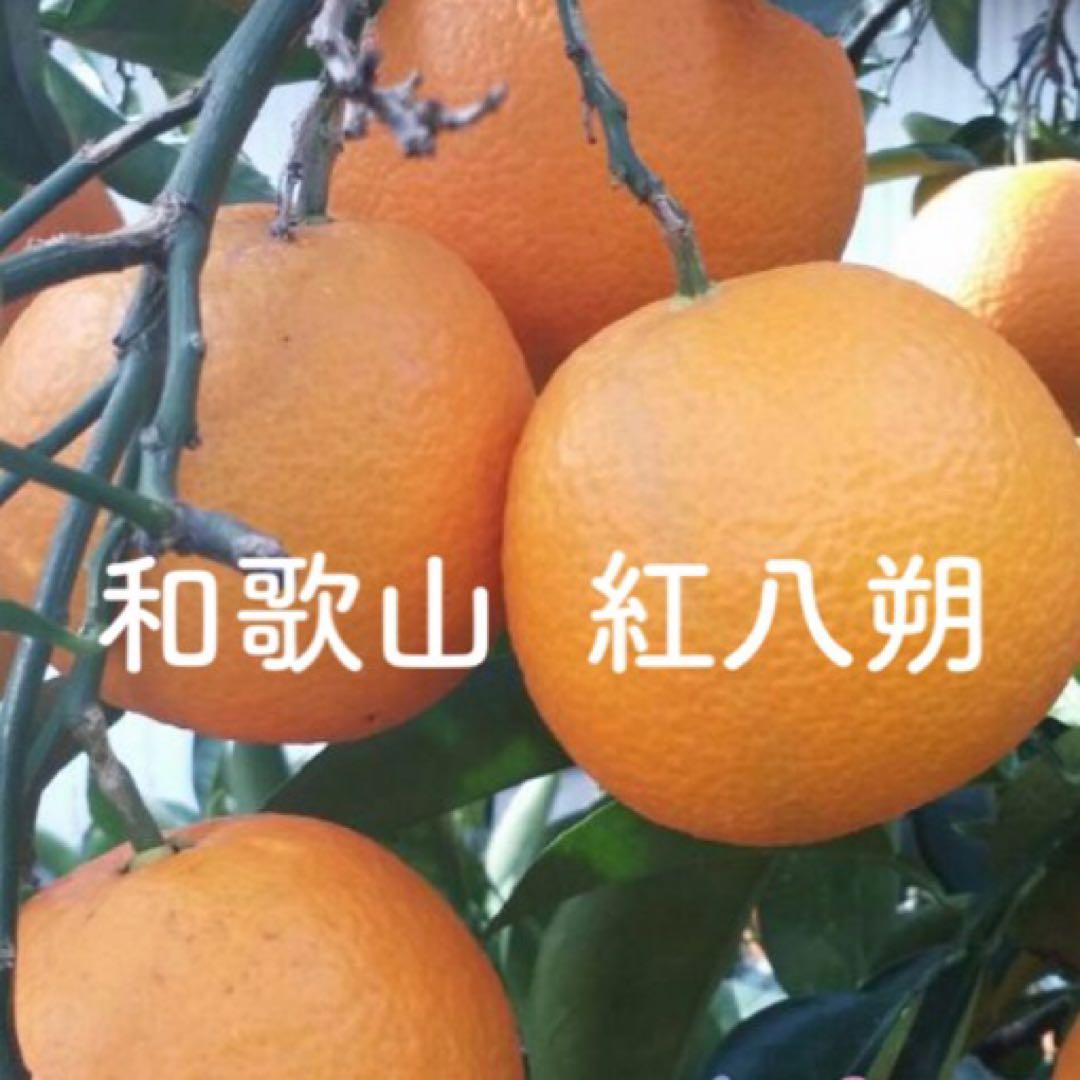 みにょみにょ子様 和歌山産　紅八朔　Mサイズ10キロ✖️2