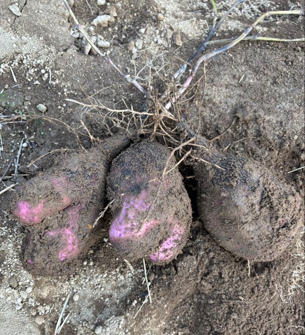 鹿児島県産 農薬・化学肥料不使用 紫山芋 12kg