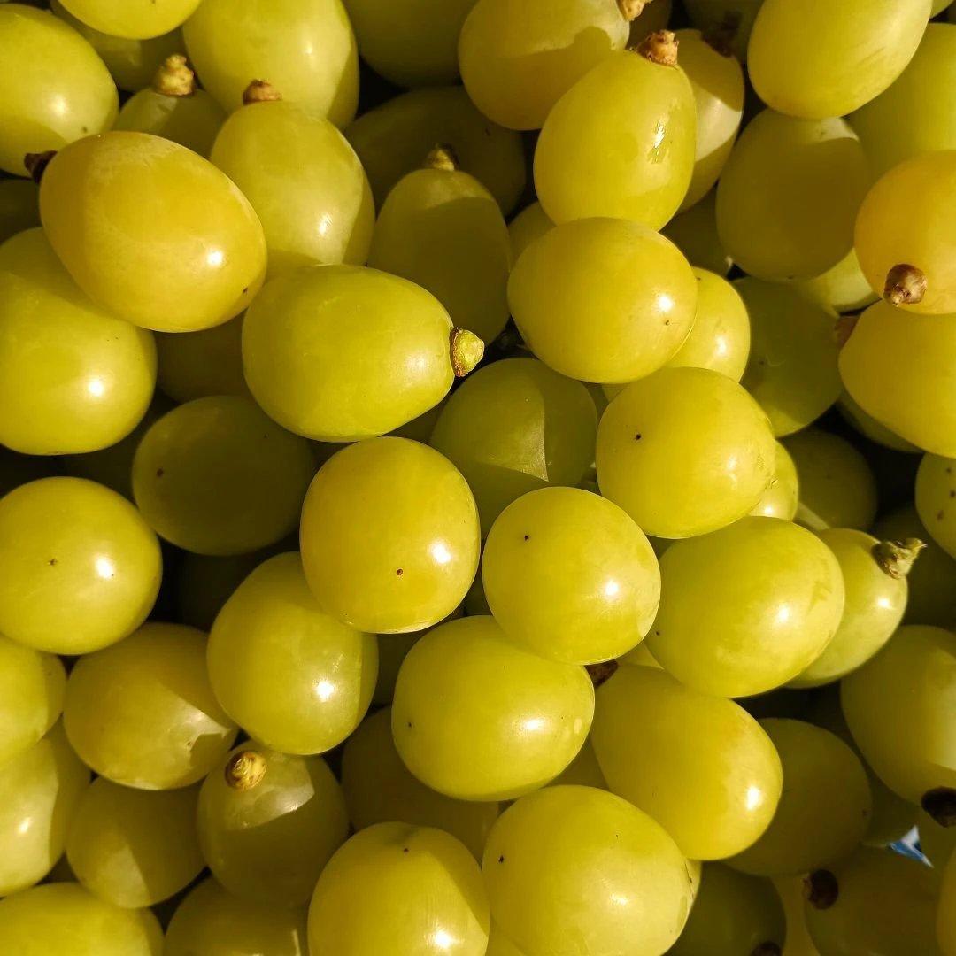 シャインマスカットの大粒グリーン多め入り、5キロ入りの粒パック入りになります。