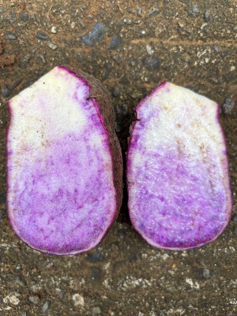 Beljuncocmim　紫山芋20kg