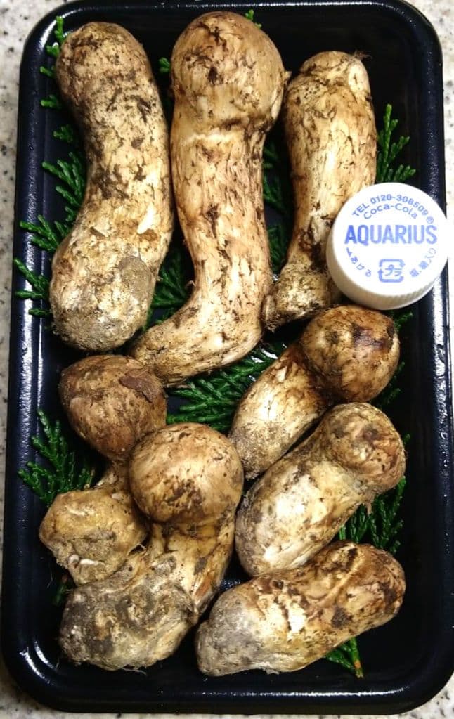 南信州産松茸約１７２g（パック込み