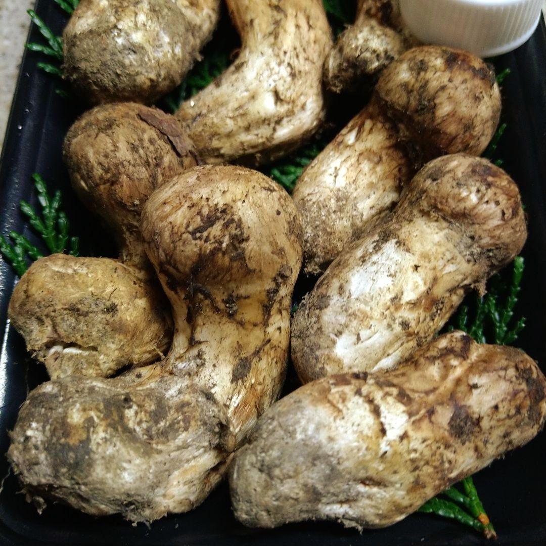 南信州産松茸約１７２g（パック込み