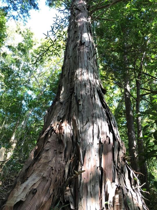 最上級　巨大ヒノキ  丸太椅子！　AAA
