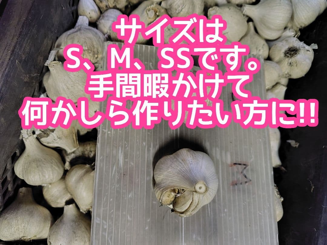 m*u様 青森県産にんにく訳あり小玉処分セール青森県産ニンニク訳あり　保存用