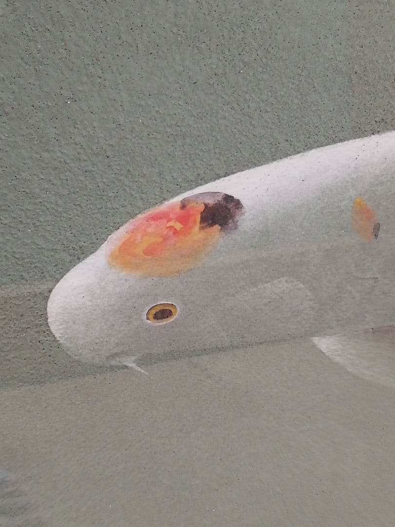 ※期間限定発送❢※　五十嵐晴徳　「双鯉」