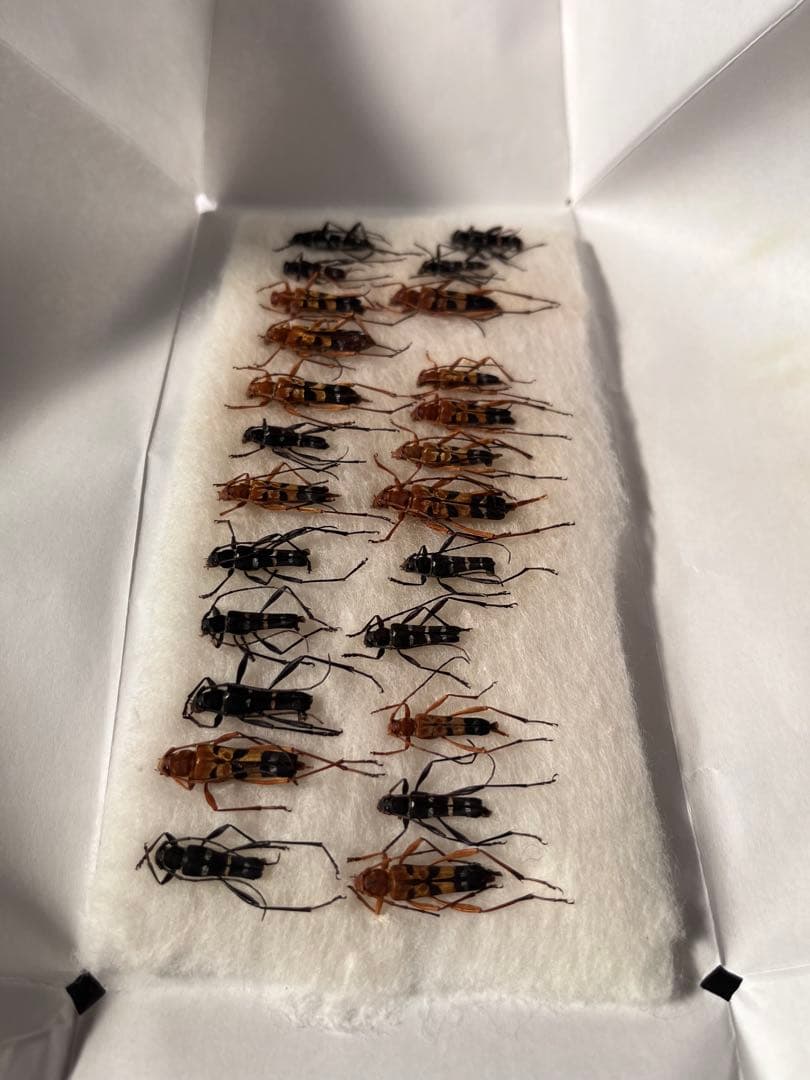 ベトナム産　ハレギカミキリ