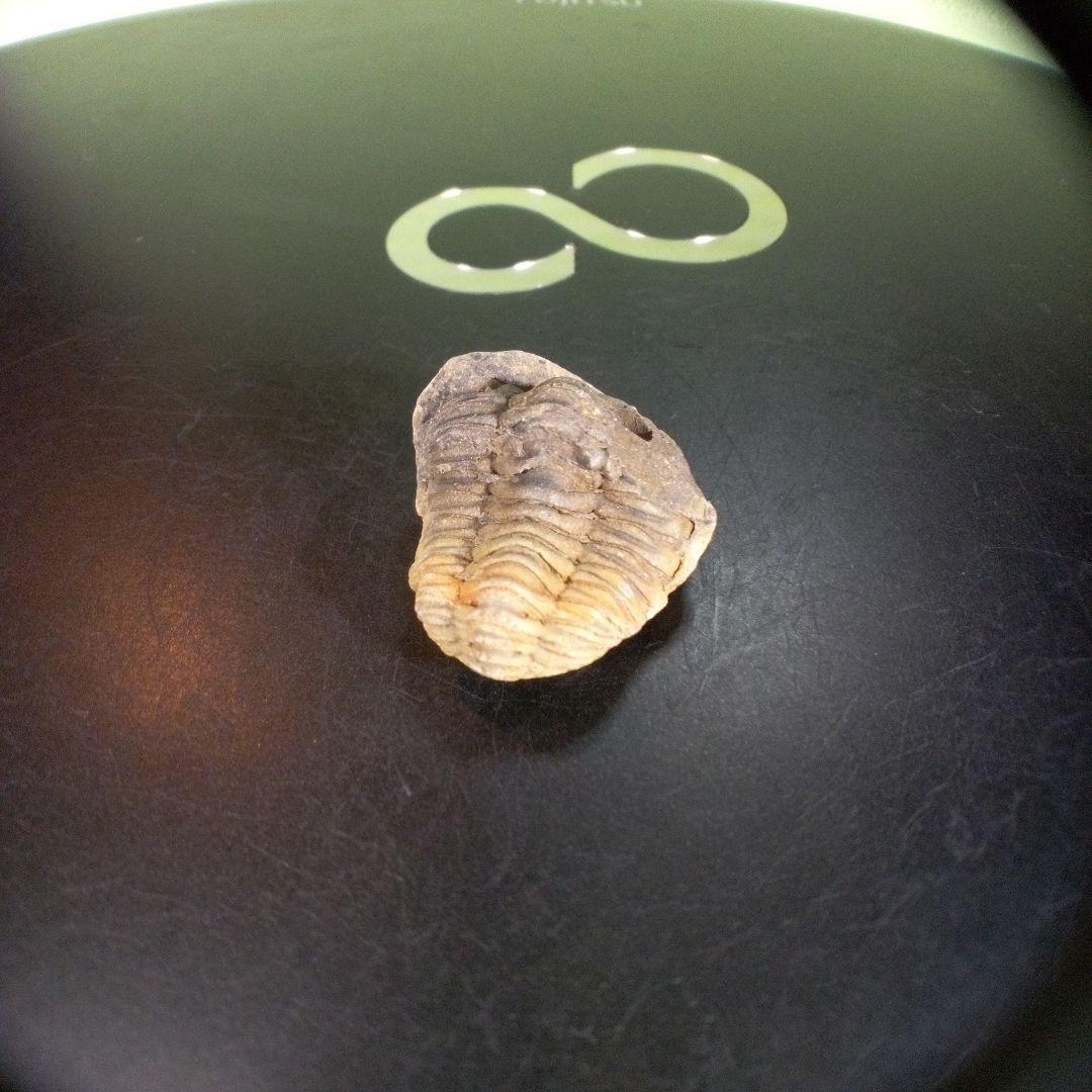 三葉虫　化石　fossil　ボリビア産　trilobite　海生動物個体⑩