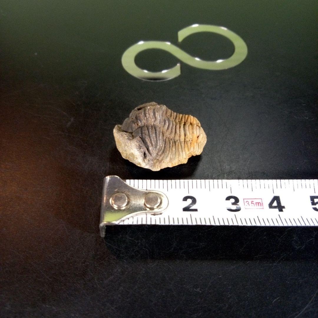 三葉虫　化石　fossil　ボリビア産　trilobite　海生動物個体⑩
