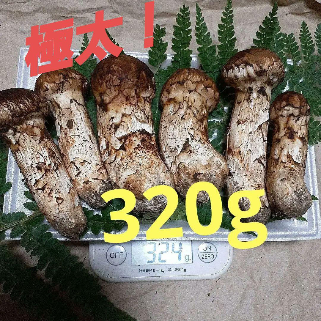 岩手県産　松茸　本日採れ　送料込み！！