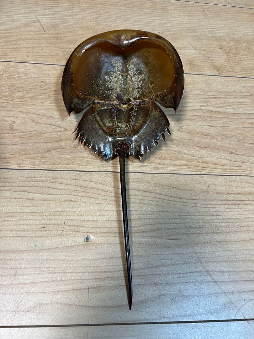 東南アジア産　カブトガニ