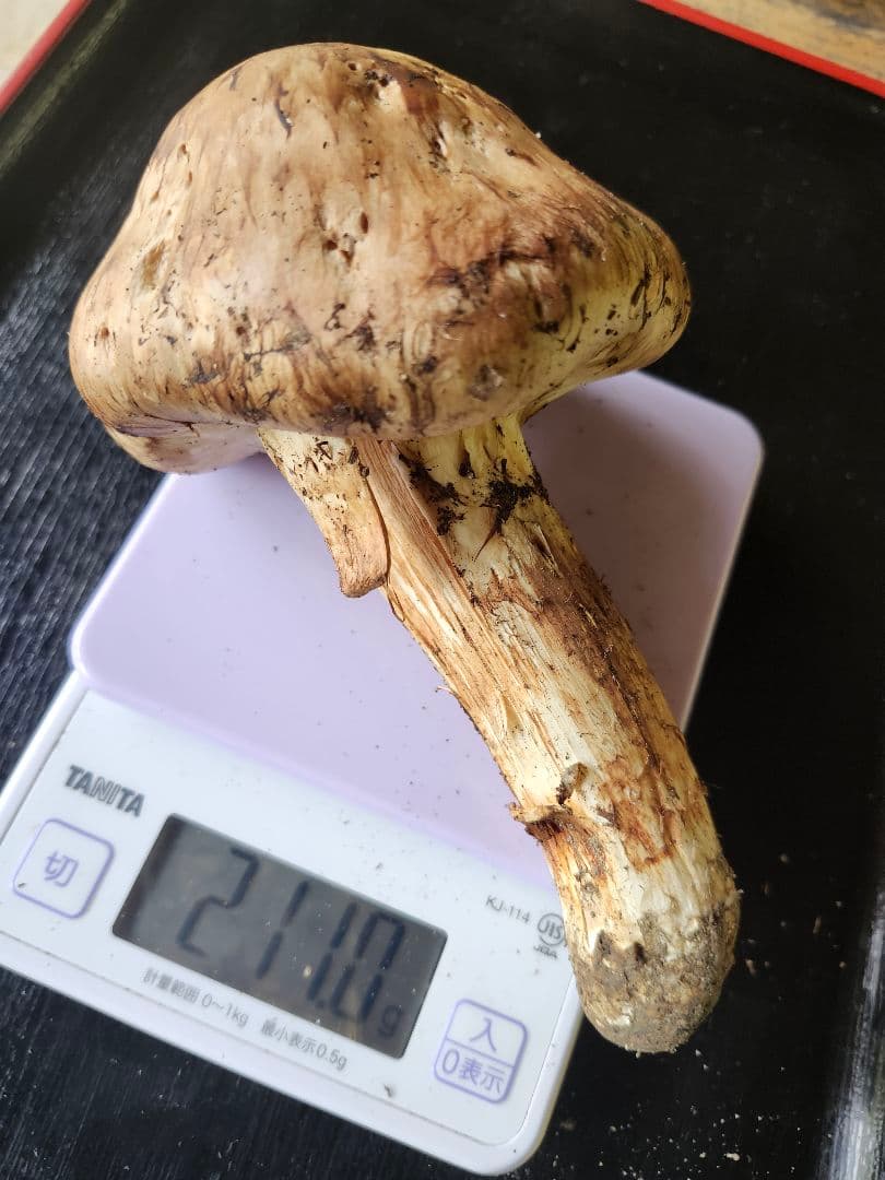 長野県産　松茸　栂松茸　信州　傘が大きい