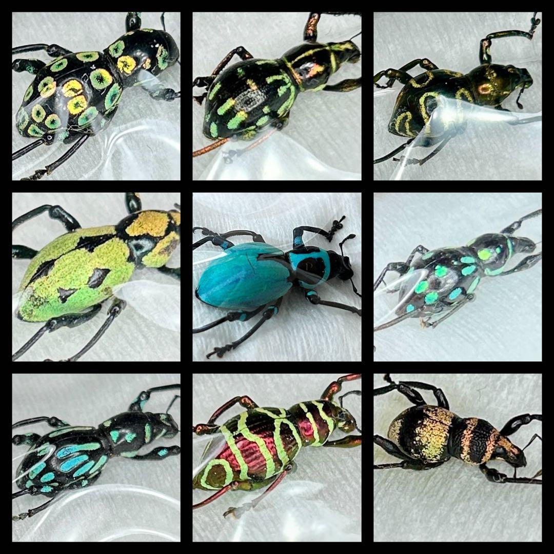 01112 カタゾウムシ　10種セットＢ