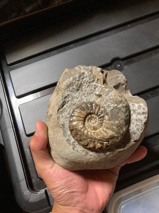 北海道　アンモナイト　テキサナイテス　化石　/ 恐竜　三葉虫　釣り　自由研究