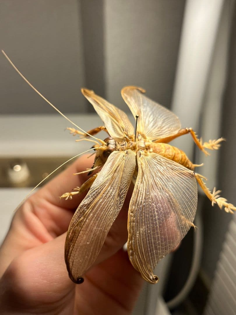 【希少産地】ミャンマー産のマキバネコロギス 昆虫標本バッタ キリギリスコロギス