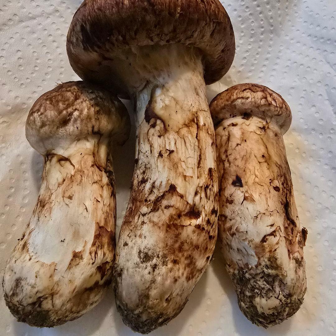 岩手県沿岸産 松茸 【蕾2と少し開き1】154ｇ 送料無料‼️