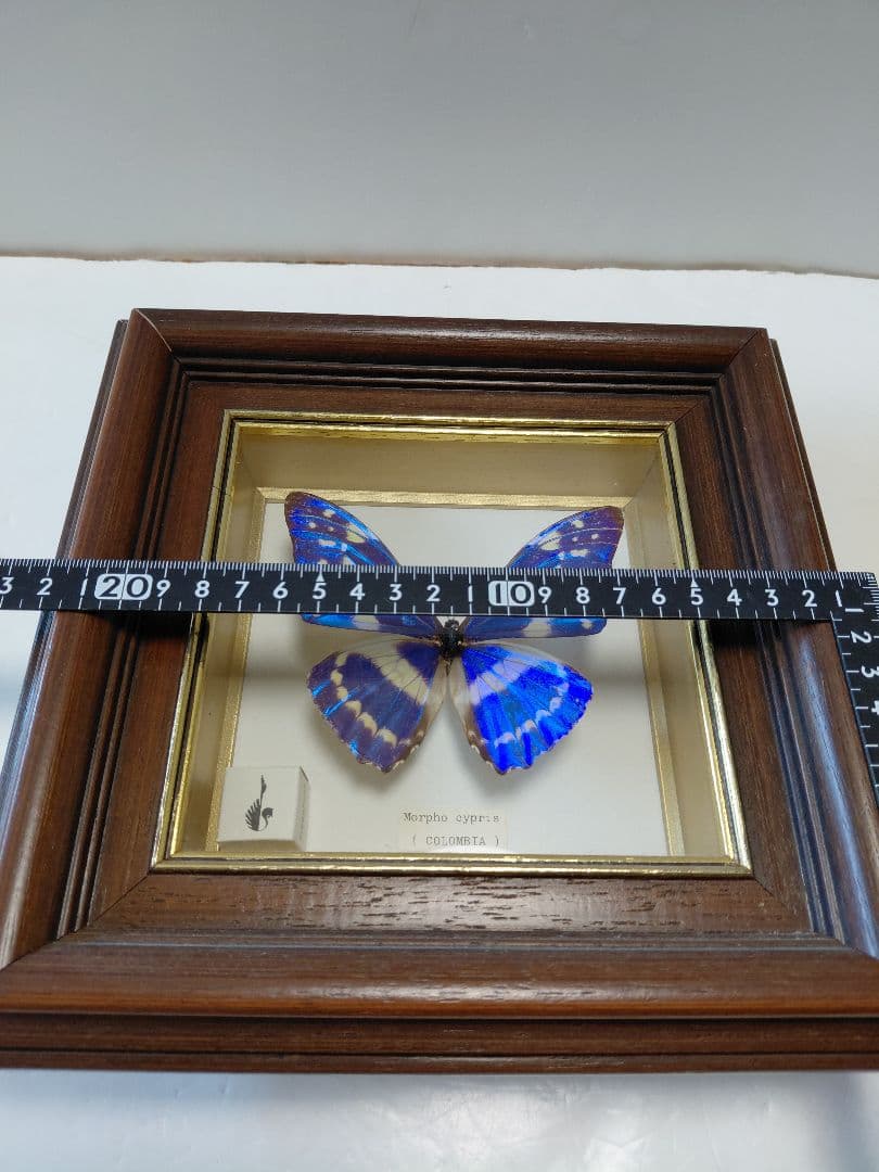 キプリスモルフォ蝶　コロンビア　壁掛け