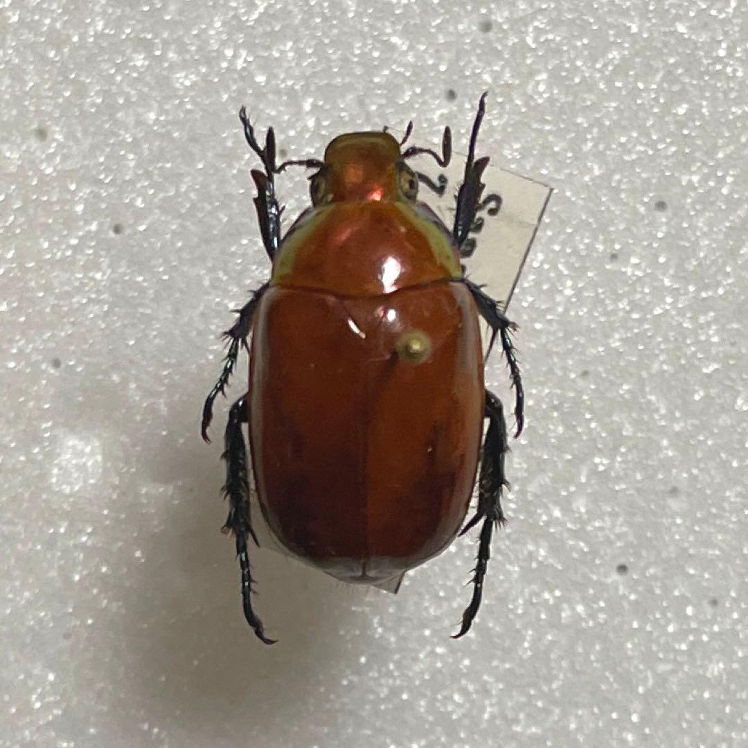 コエポン　　まとめ購入　コガネムシ　標本　ベトナム