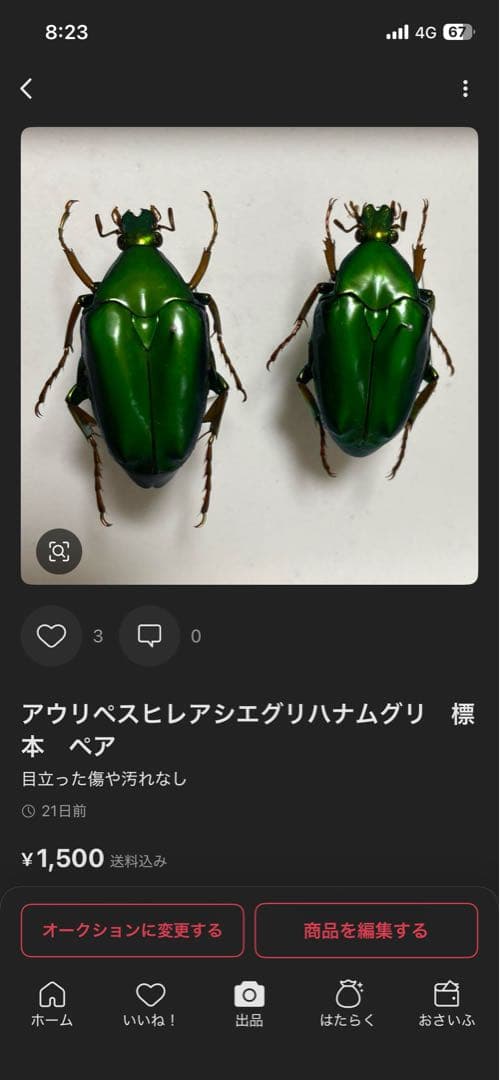 コエポン　　まとめ購入　コガネムシ　標本　ベトナム
