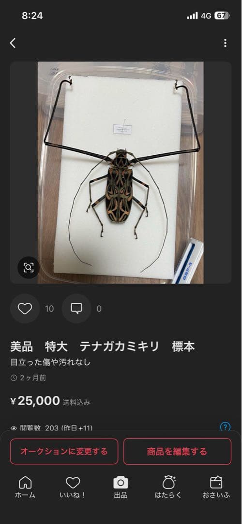 コエポン　　まとめ購入　コガネムシ　標本　ベトナム