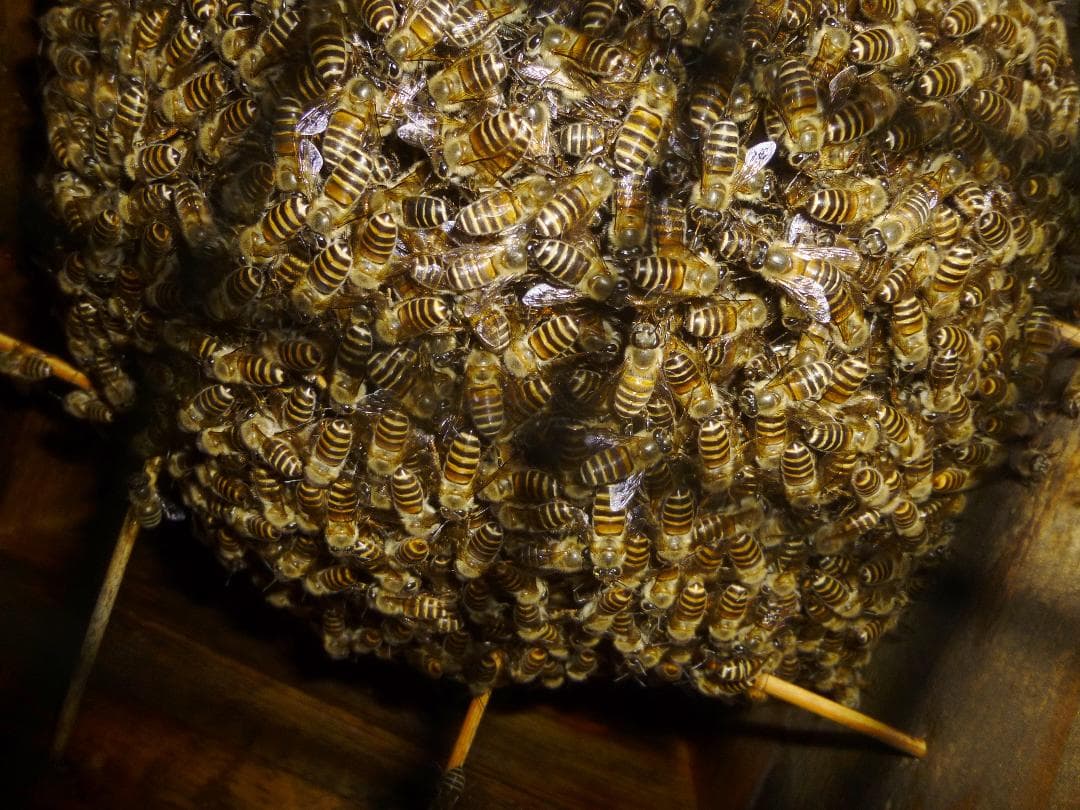 【結晶】ニホンミツバチの百花蜜1050g