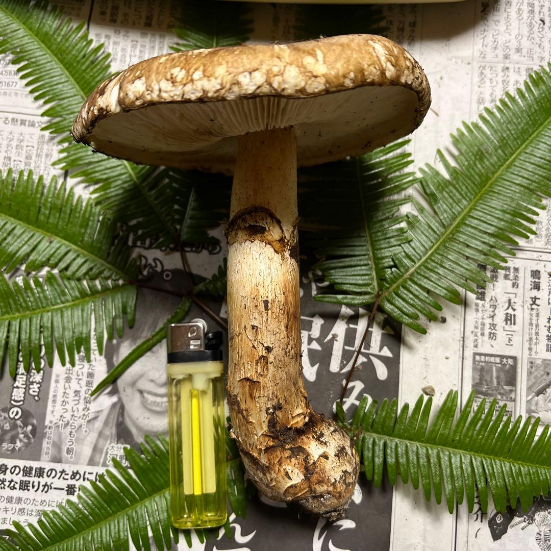 【専用です】[大阪泉州産]天然松茸　採れたて松茸　良品1本155g 国産