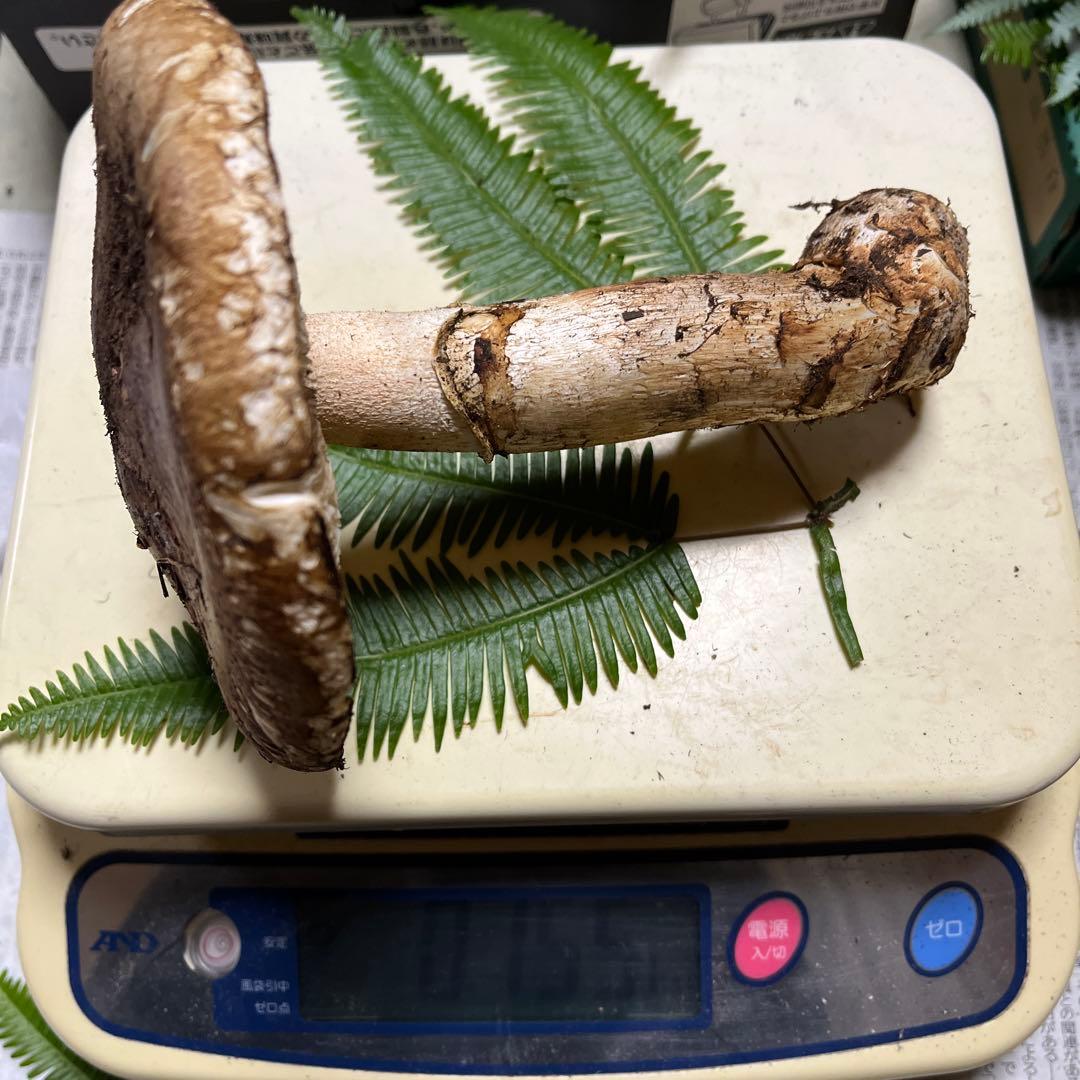 【専用です】[大阪泉州産]天然松茸　採れたて松茸　良品1本155g 国産