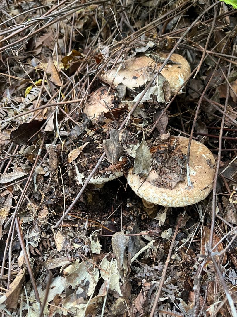 【専用です】[大阪泉州産]天然松茸　採れたて松茸　良品1本155g 国産