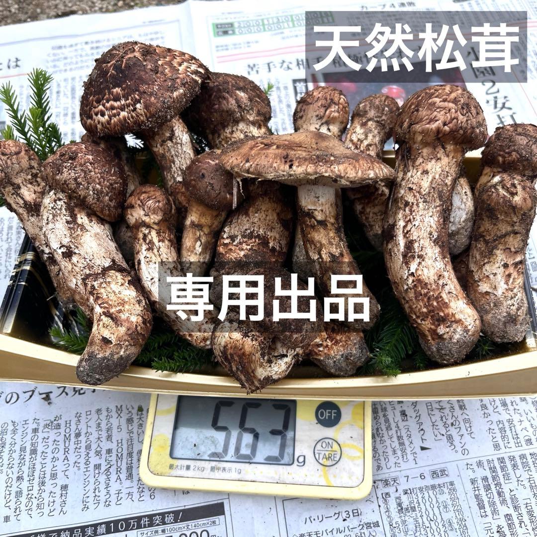 専用出品‼️天然松茸 広島産 10月15日採取　良品　本日発送‼️②