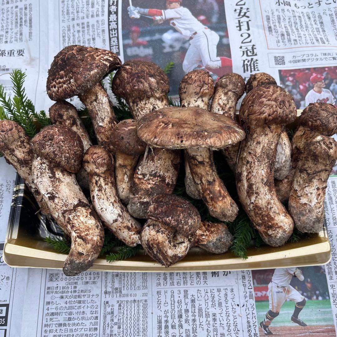 専用出品‼️天然松茸 広島産 10月15日採取　良品　本日発送‼️②